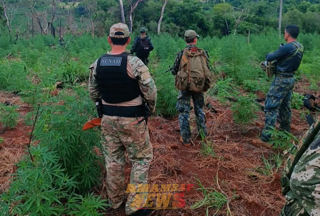Realizan incursiones en Bella Vista Norte y anulan 27 toneladas de marihuana