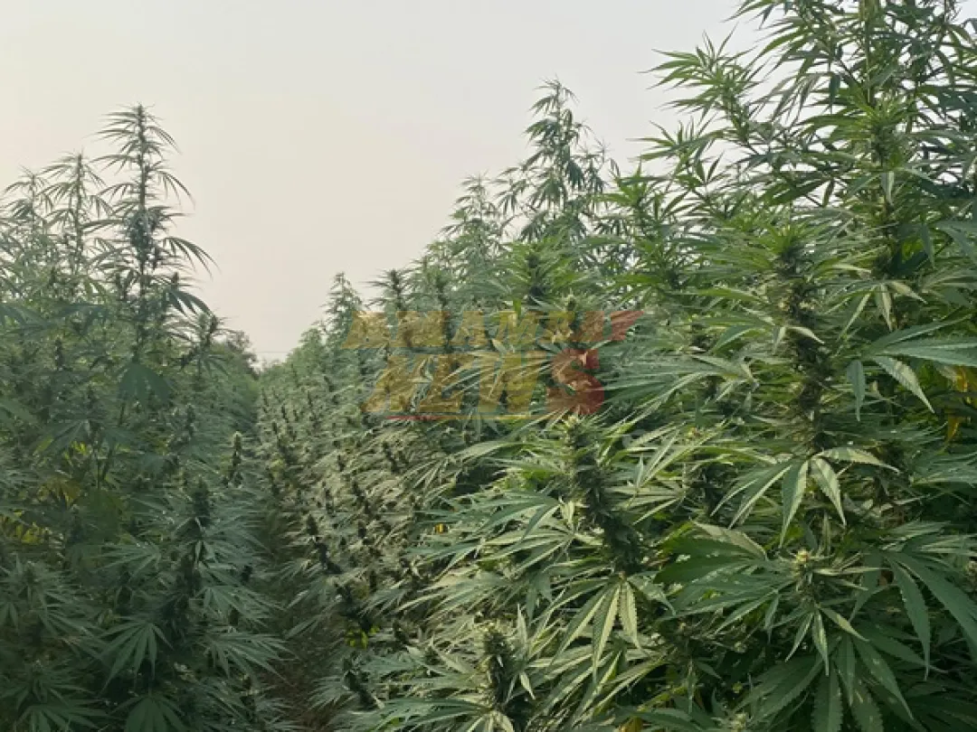 Paraguay podría generar USD 22.000 millones con cannabis
