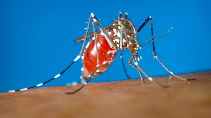 Aumenta la cantidad de casos de fiebre del Nilo Occidental en Israel
