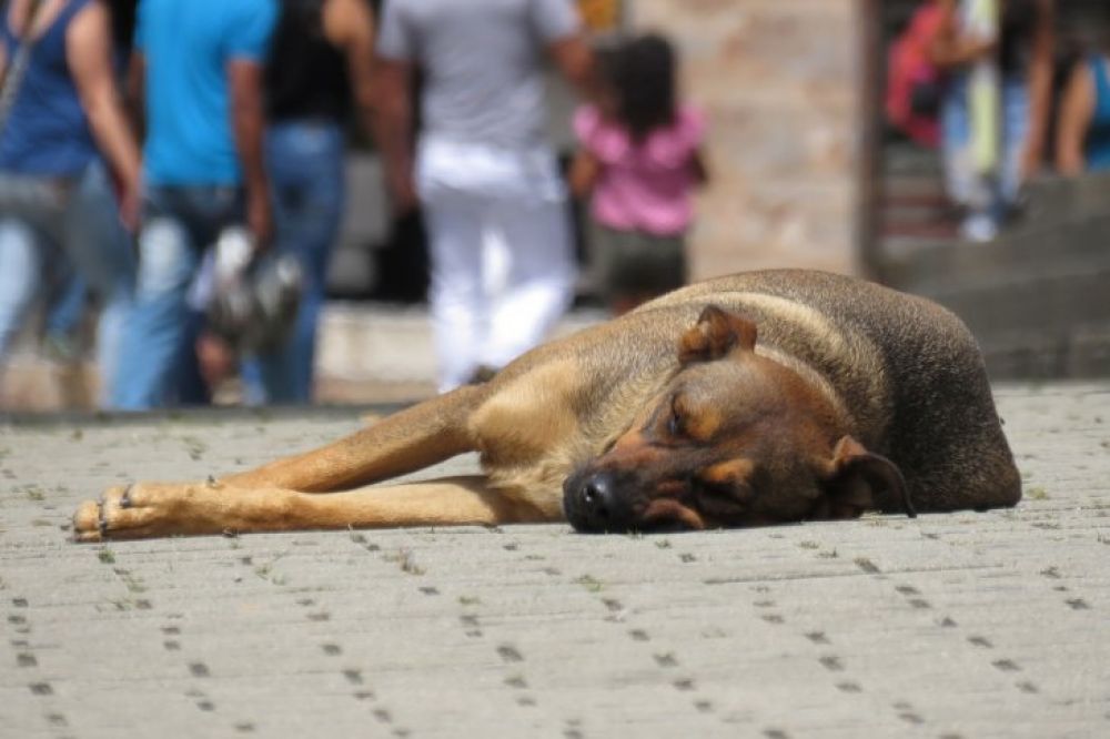 Capiatá: Investigan a funcionario fiscal por supuesto maltrato animal