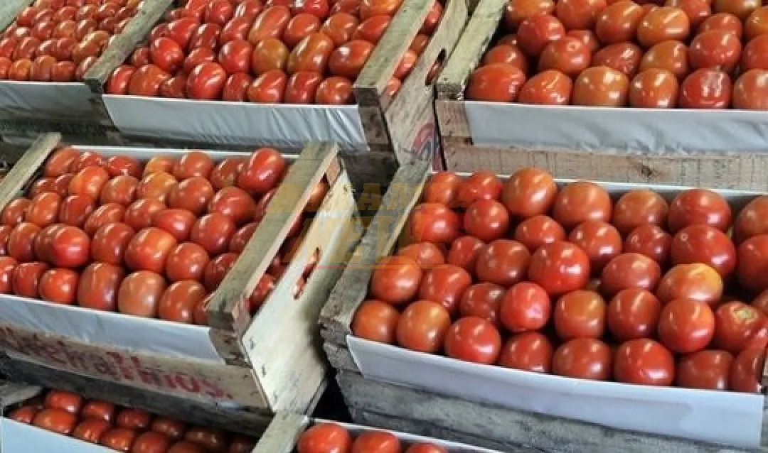 Precio del tomate alcanzará los G. 20.000 por kilo