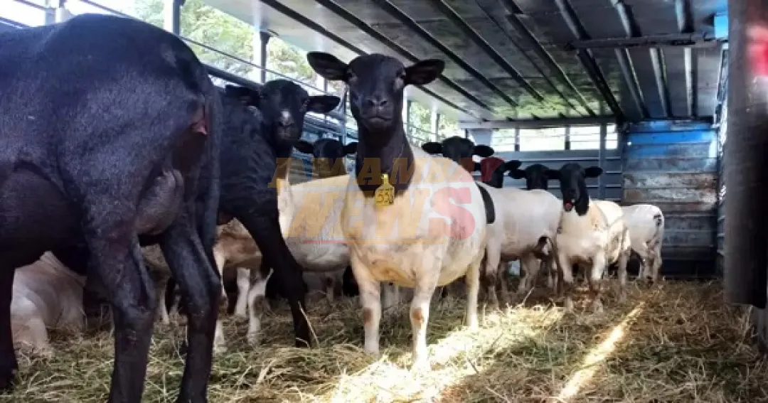 Ovinocultores impulsan carne ovina en menú escolar