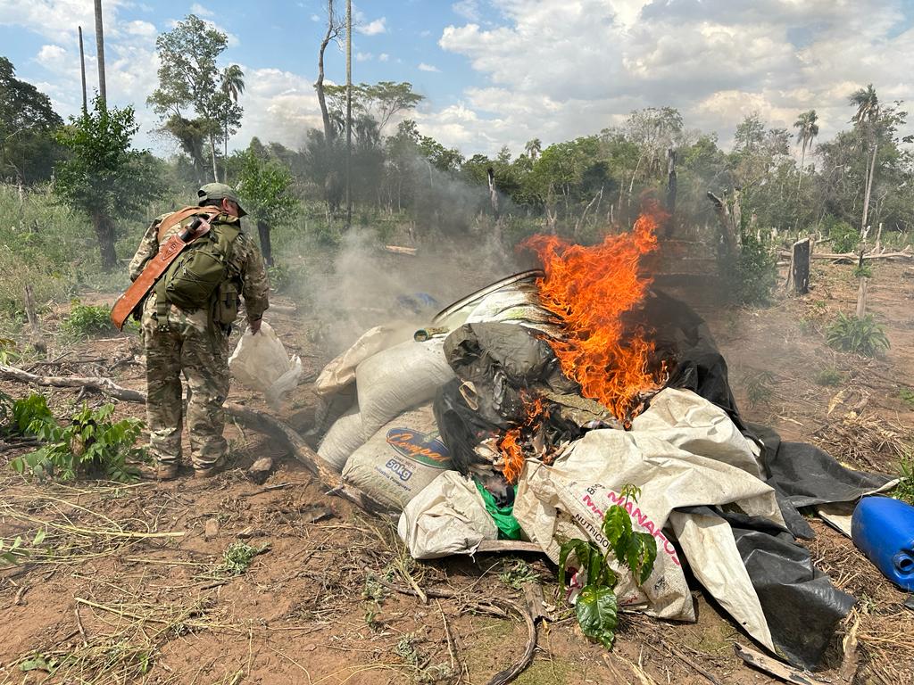 Destruyen más cultivos de marihuana en Yby Yaú