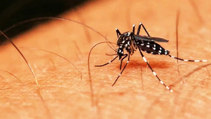 Salud reporta 217 muertes por chikungunya y reitera descenso "importante" de casos