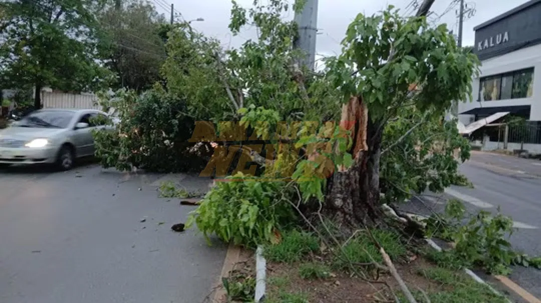 Fuerte viento del sur provoca caída de árboles y carteles en Asunción e Itauguá