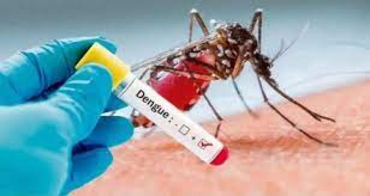 Dengue: Piden eliminar criaderos ante alto índice de infestación larvaria