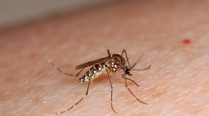 Teledengue registra más de 40.000 llamadas