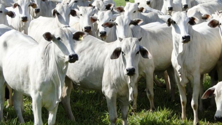 El 18 de enero se inicia vacunación contra la fiebre aftosa y la brucelosis bovina