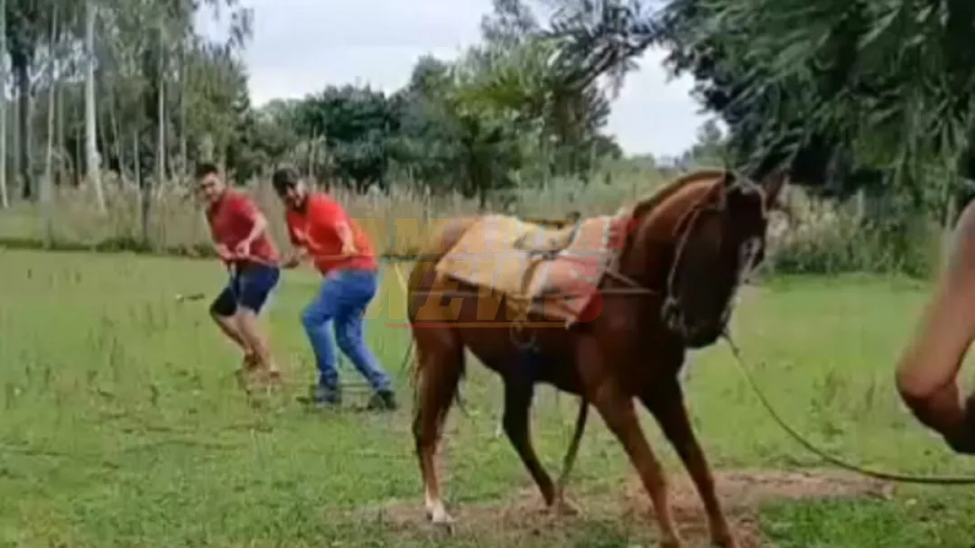 La Fiscalía ordena la detención del dueño del caballo golpeado brutalmente en Misiones