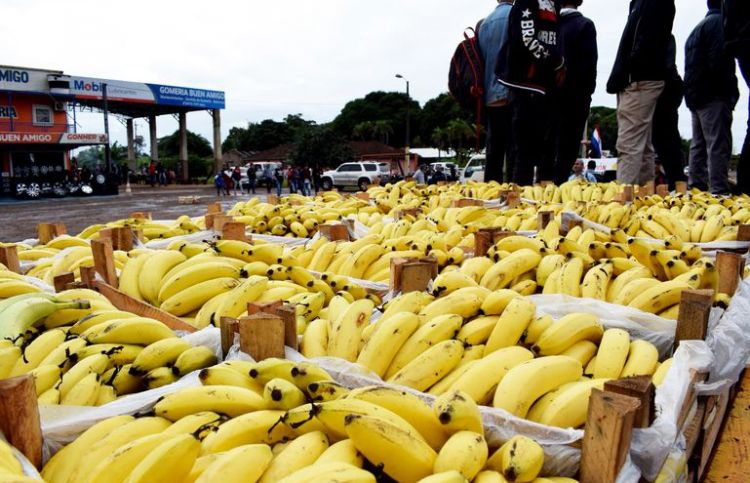 Productores de bananas, satisfechos con gestión de Ministerio de Agricultura