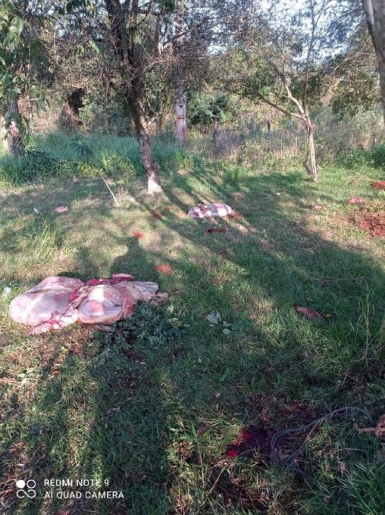 Roban y faenan tres animales vacunos en Hernandarias