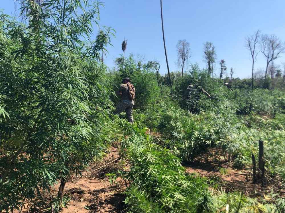 Anulan 18 toneladas de marihuana en Canindeyú