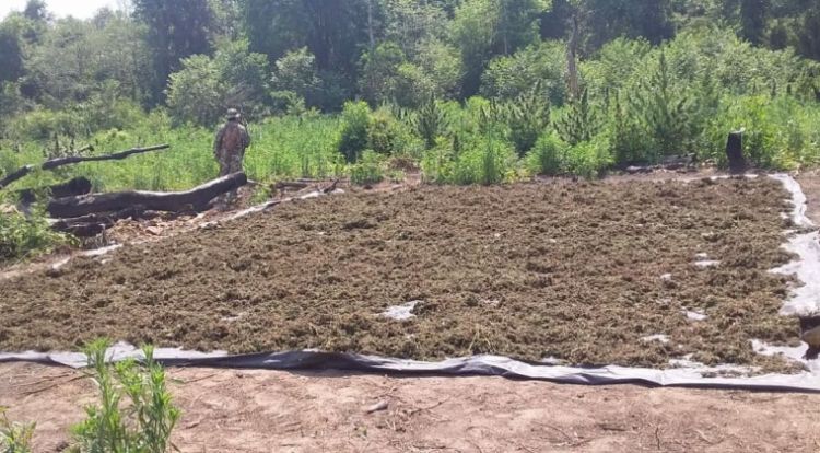 Anulan más de 9 toneladas de marihuana en Alto Paraná