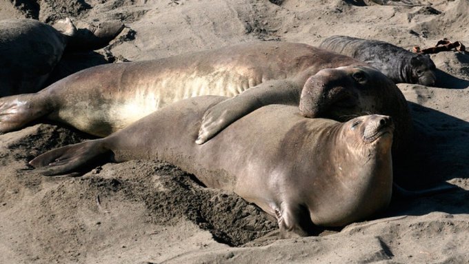 Primer caso de gripe aviar altamente patógenica en un mamífero marino en la Antártida