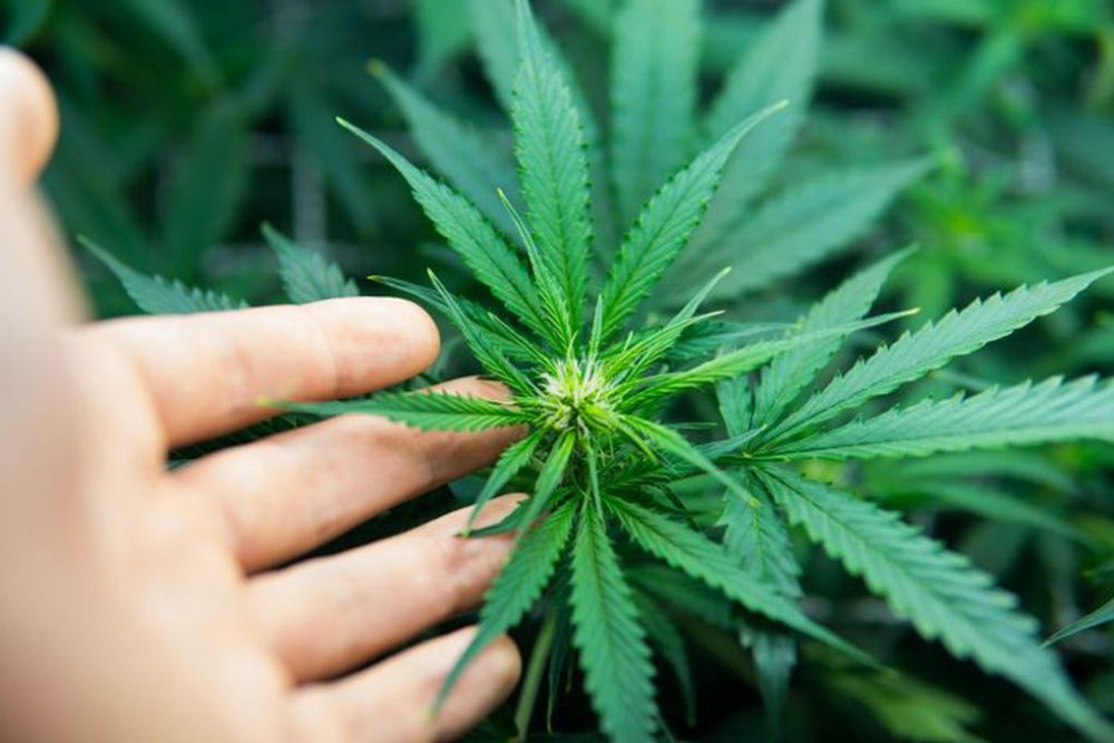Cannabis: Solo 5 kilos se cultivarán en primera etapa