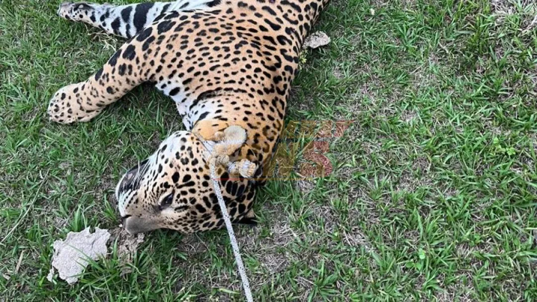 Hallan cadáver de yaguareté en la Reserva Mbaracayú