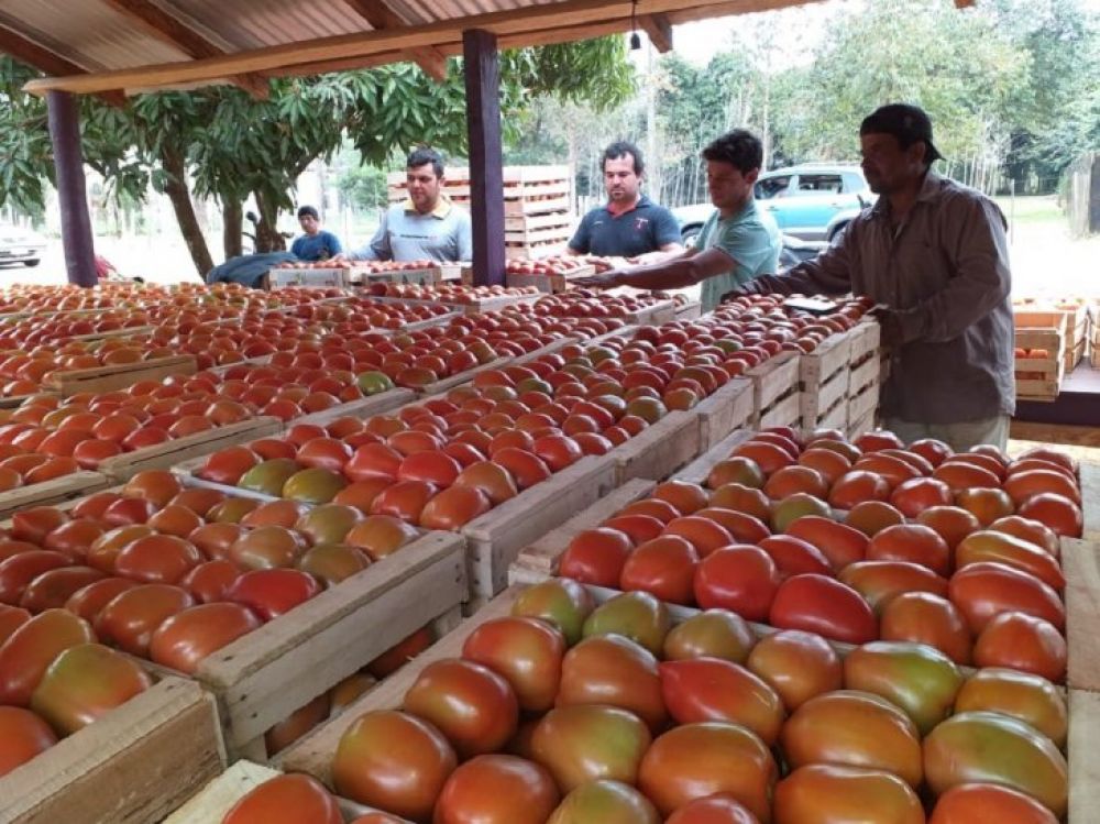 Exitosa feria de tomates alivia la situación de los productores