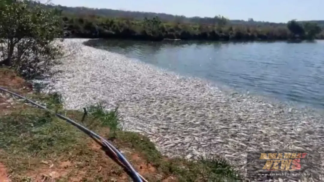 Essap investiga mortandad de peces en laguna de tratamiento de efluentes en Caaguazú