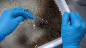 Río de Janeiro recurre a mosquitos infectados para combatir el dengue