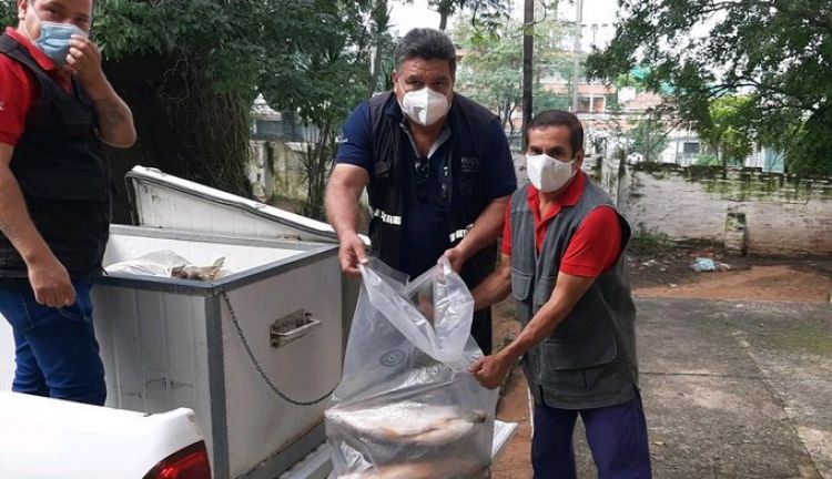 Interceptan vehículo que transportaba pescados de forma ilegal en Villa Hayes