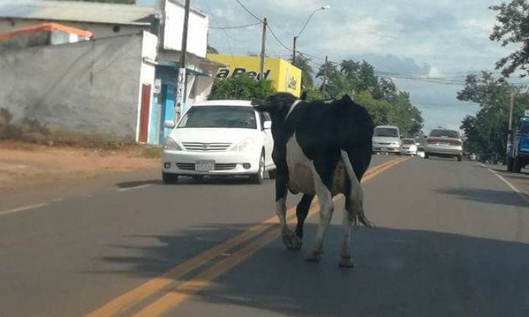 Municipalidad de Concepción decomisará y sacrificará animales sueltos en las calles