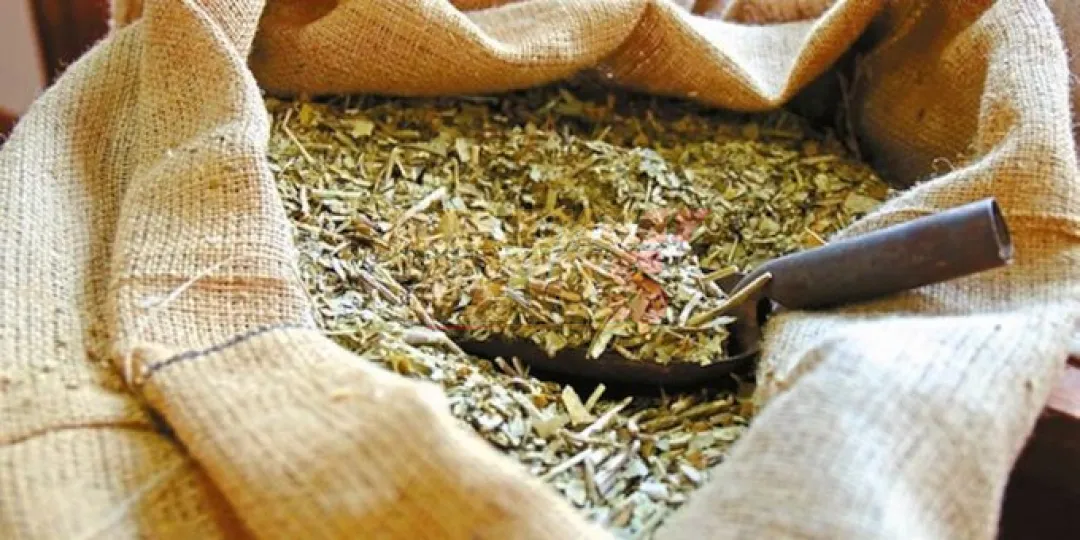 Yerba mate cerró 2024 con más de USD 13 millones en exportaciones