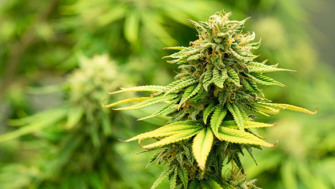Descubren alrededor de 70 kg de marihuana en la casa de una alcaldesa francesa