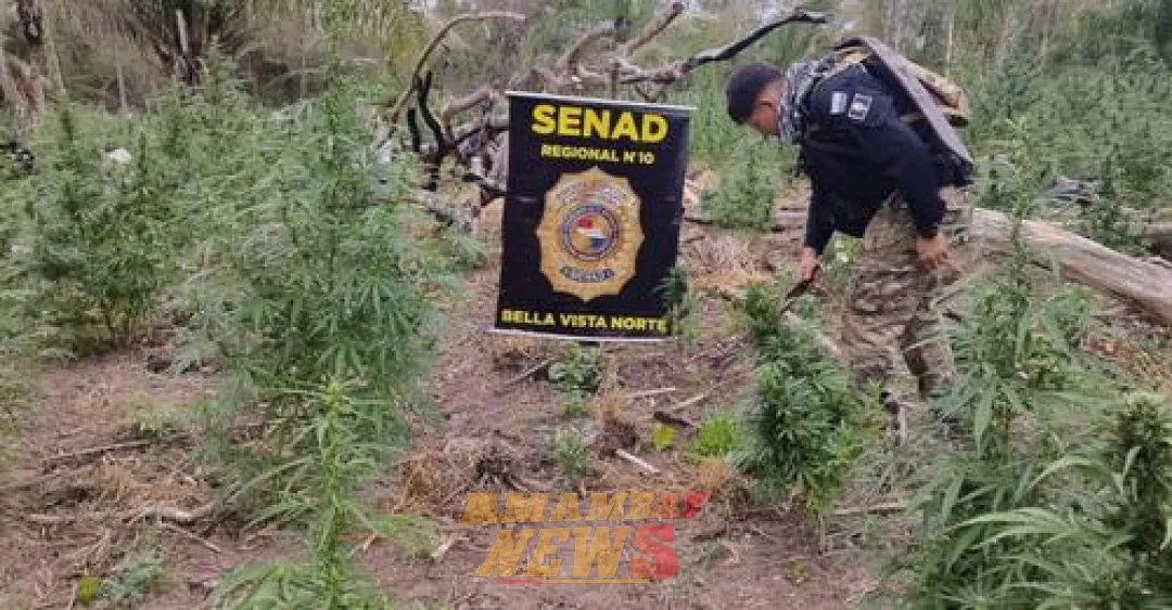 Destruyen nuevos cultivos ilícitos de marihuana en Bella Vista Norte
