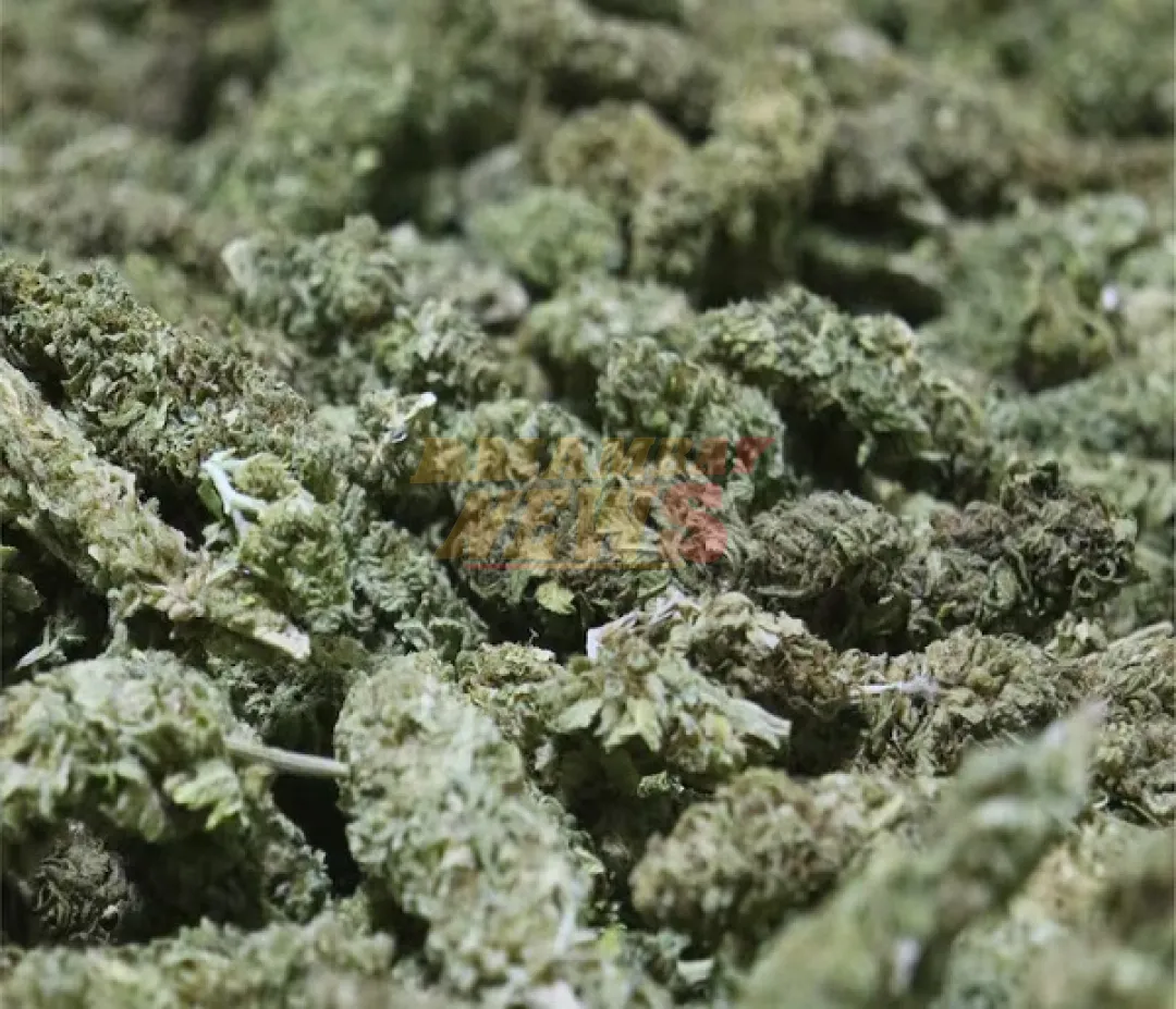 Paraguay exporta por primera vez flores de cannabis industrial a Suiza