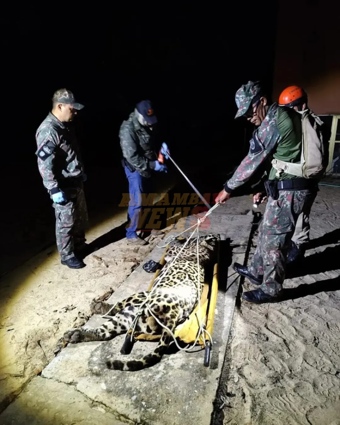 Brasil | Yaguareté que mató a casero fue capturado en el Pantanal