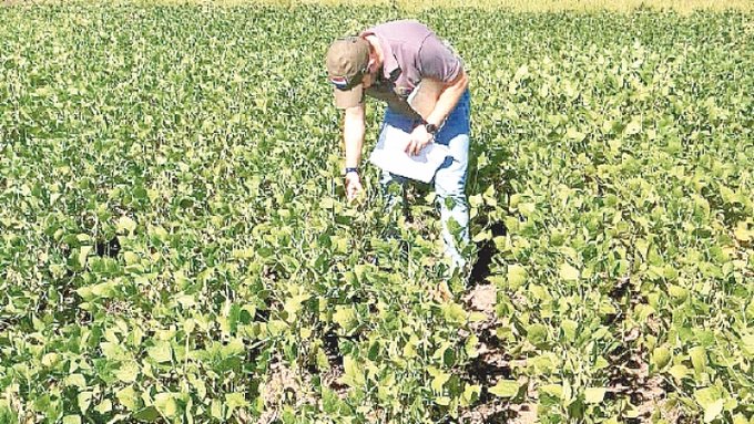 Senave emite alerta por riesgo de roya en los cultivos