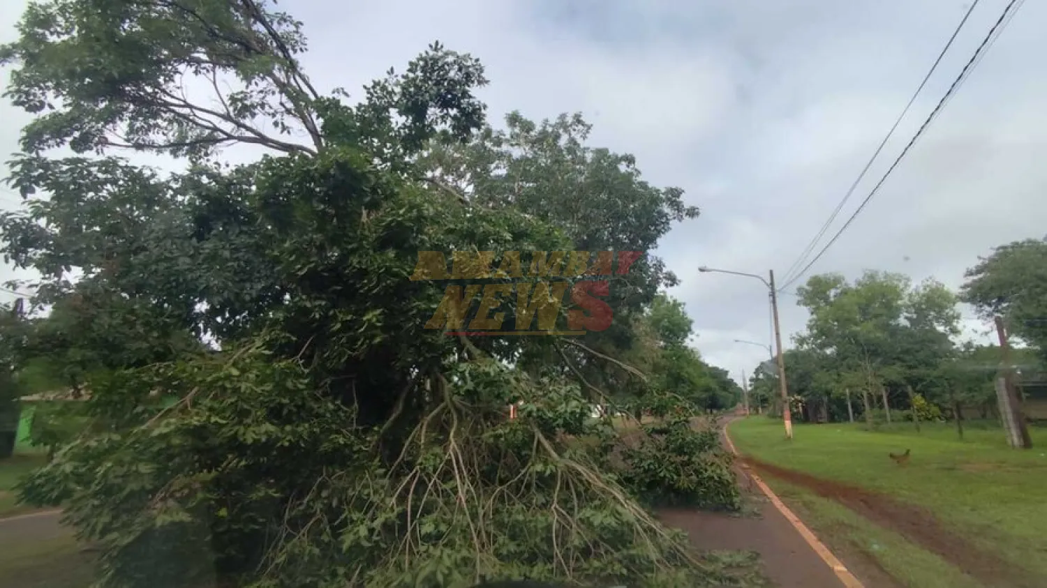 Casas destechadas, árboles caídos y corte de energía eléctrica deja fuerte tormenta en Canindeyú