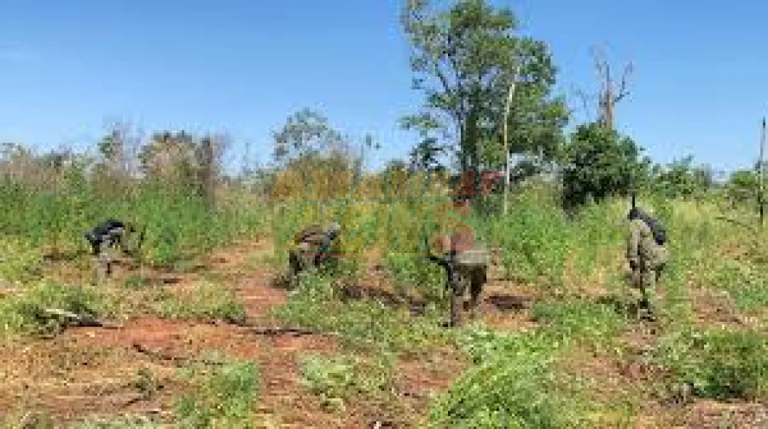 Eliminan 15 toneladas de marihuana en operativo contra estructuras criminales de Brasil-Paraguay