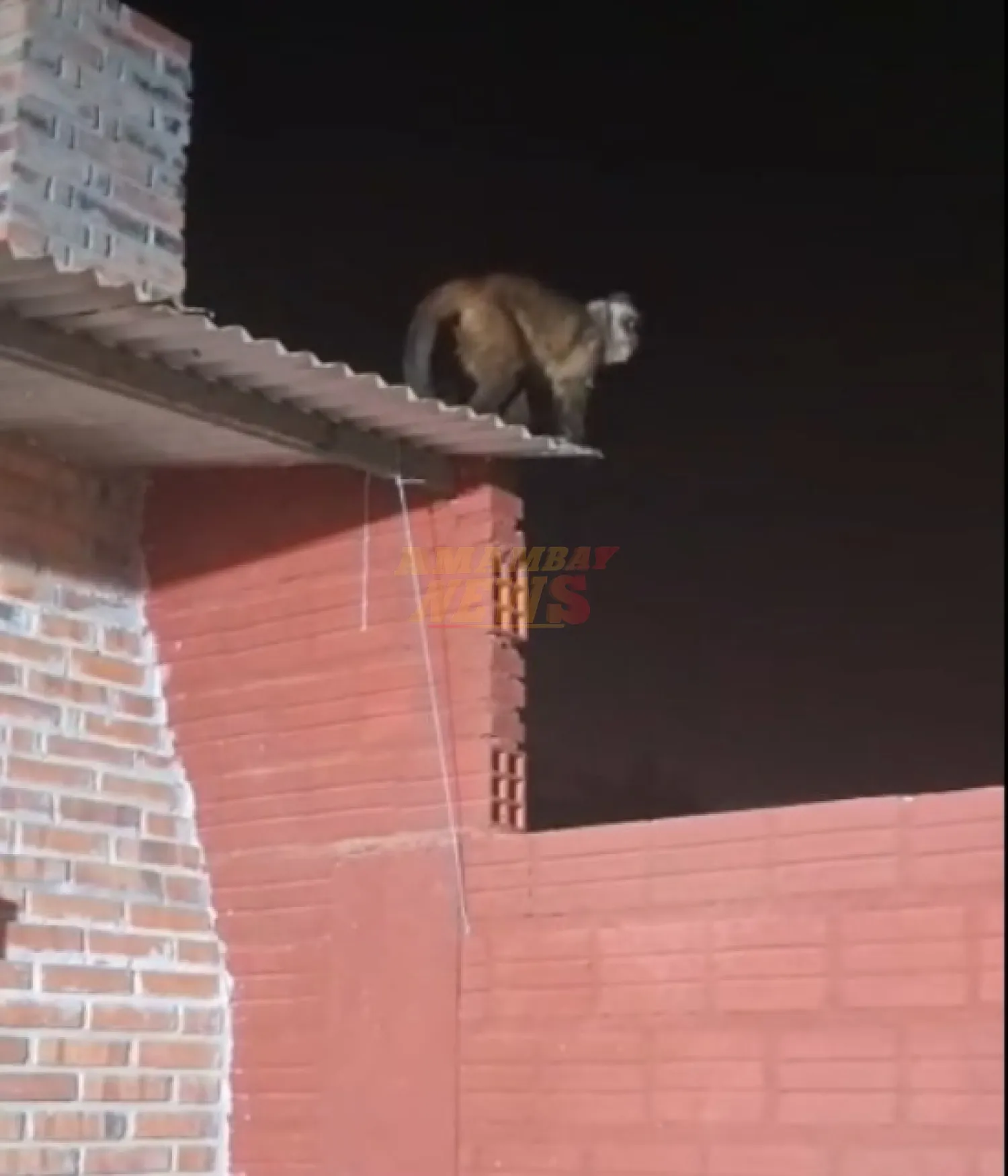 Mono suelto atacó a niño en su vivienda en Loma Pytã