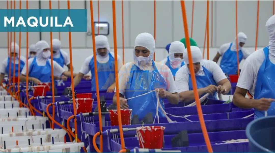 Maquila: Exportaciones industriales superan cifras de 2023 a noviembre