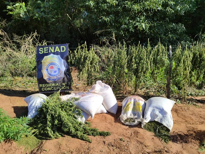 Anulan 34 toneladas de marihuana en San Pedro