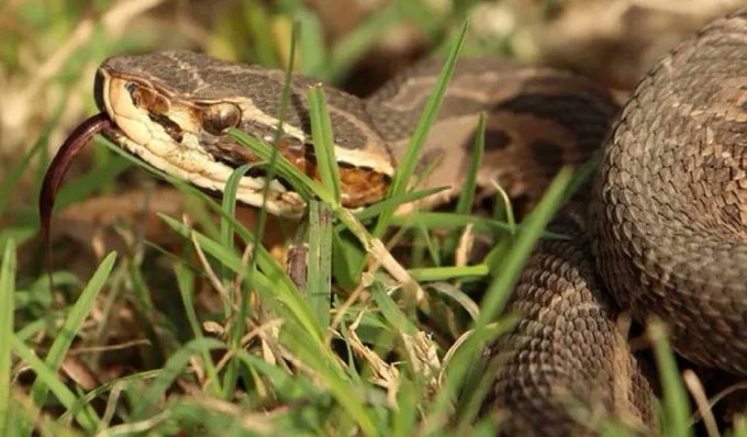 Un pequeño de 7 años con muerte cerebral por mordedura de una serpiente muy venenosa en Curuguaty
