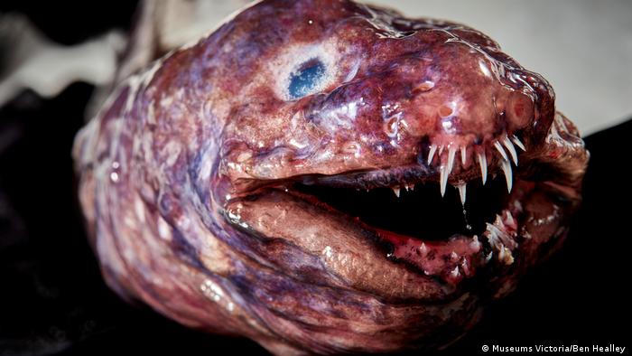 Hallan extrañas criaturas marinas nunca vistas en las profundidades del Océano Índico