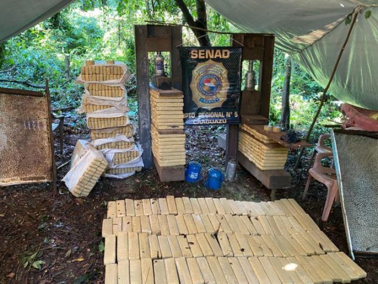 Senad anula campamento de producción de marihuana en Parque Nacional Caazapá