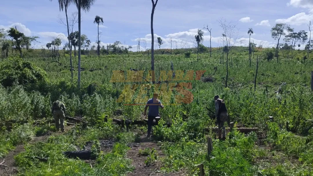 Destruyen 10 hectáreas de plantaciones de marihuana en Bella Vista Norte
