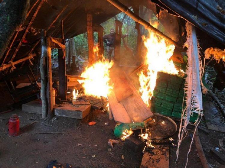 Senad incauta más de 6.000 kilos de marihuana en Capitán Bado