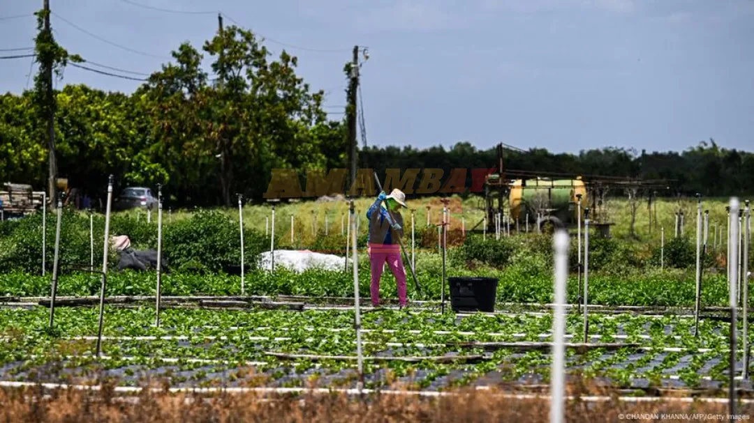 Vuelven las redadas a trabajadores del campo en EE. UU.
