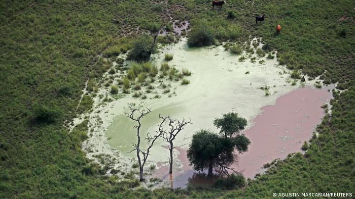Gran Chaco: un paraíso sudamericano en peligro