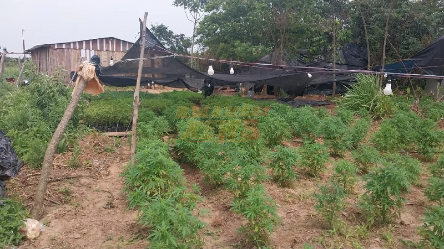 Narco-invasores montaron laboratorio de marihuana “Ice” en estancia invadida