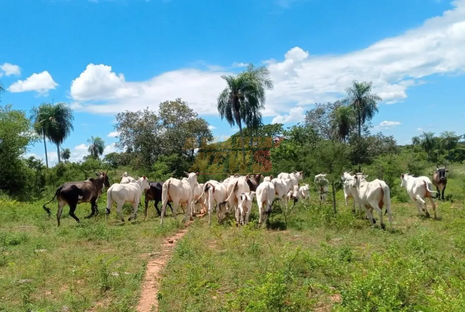 Recuperan 28 animales vacunos tras allanamiento rural en Bella Vista Norte