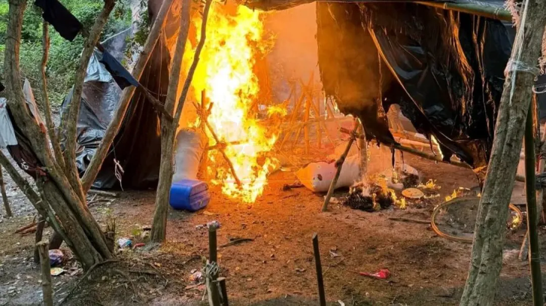 Destruyen 27 campamentos clandestinos de marihuana en zona protegida de Concepción