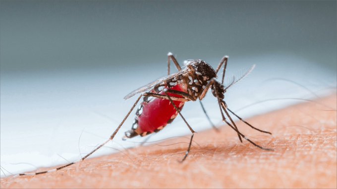 Tres interesantes datos sobre el mosquito del dengue, que revelan su resistencia