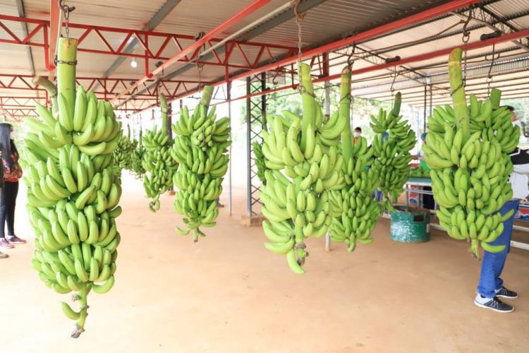 En Alto Paraná, productores consiguieron que la banana sea incluida nuevamente en la merienda escolar