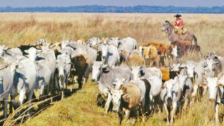 Ganaderos logran créditos blandos para superar sequía