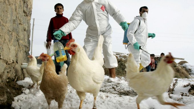 Ejecutivo declara emergencia sanitaria animal por gripe aviar